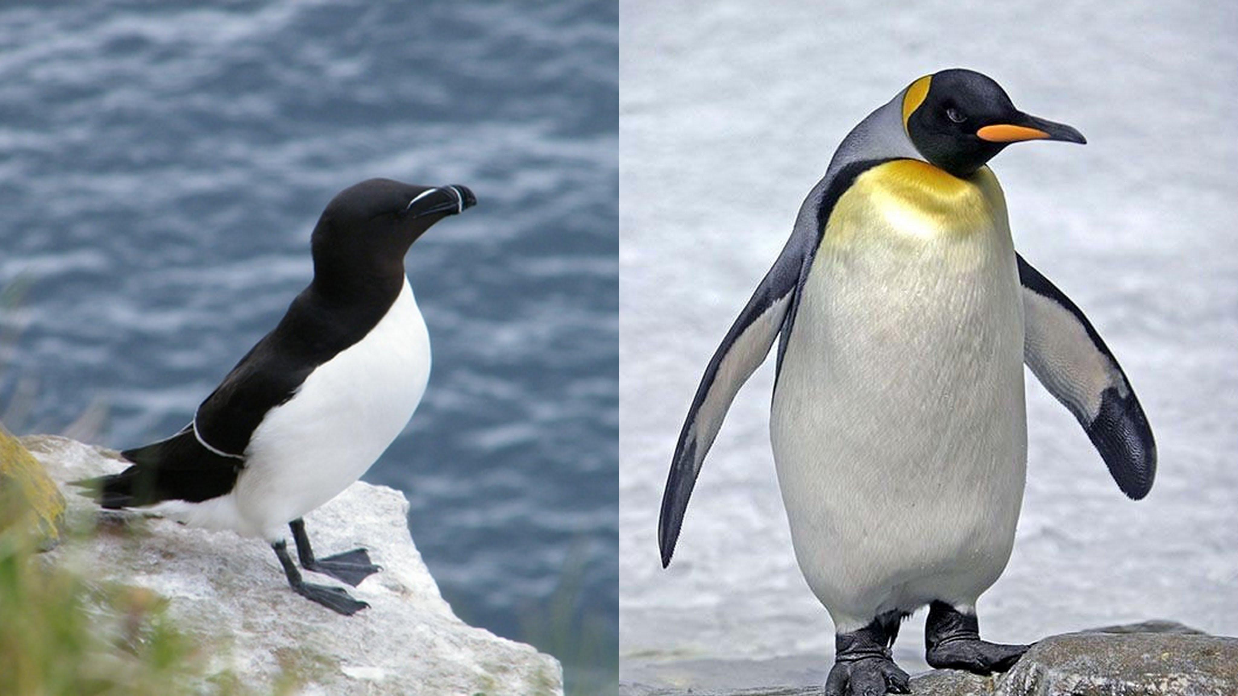 Quelle est la différence entre un pingouin et un manchot — free download