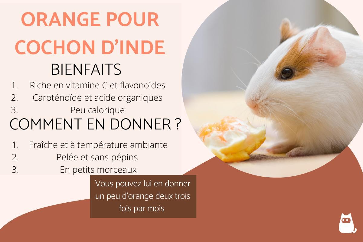 Est-ce que mon cochon d'Inde peut manger de l'orange ?