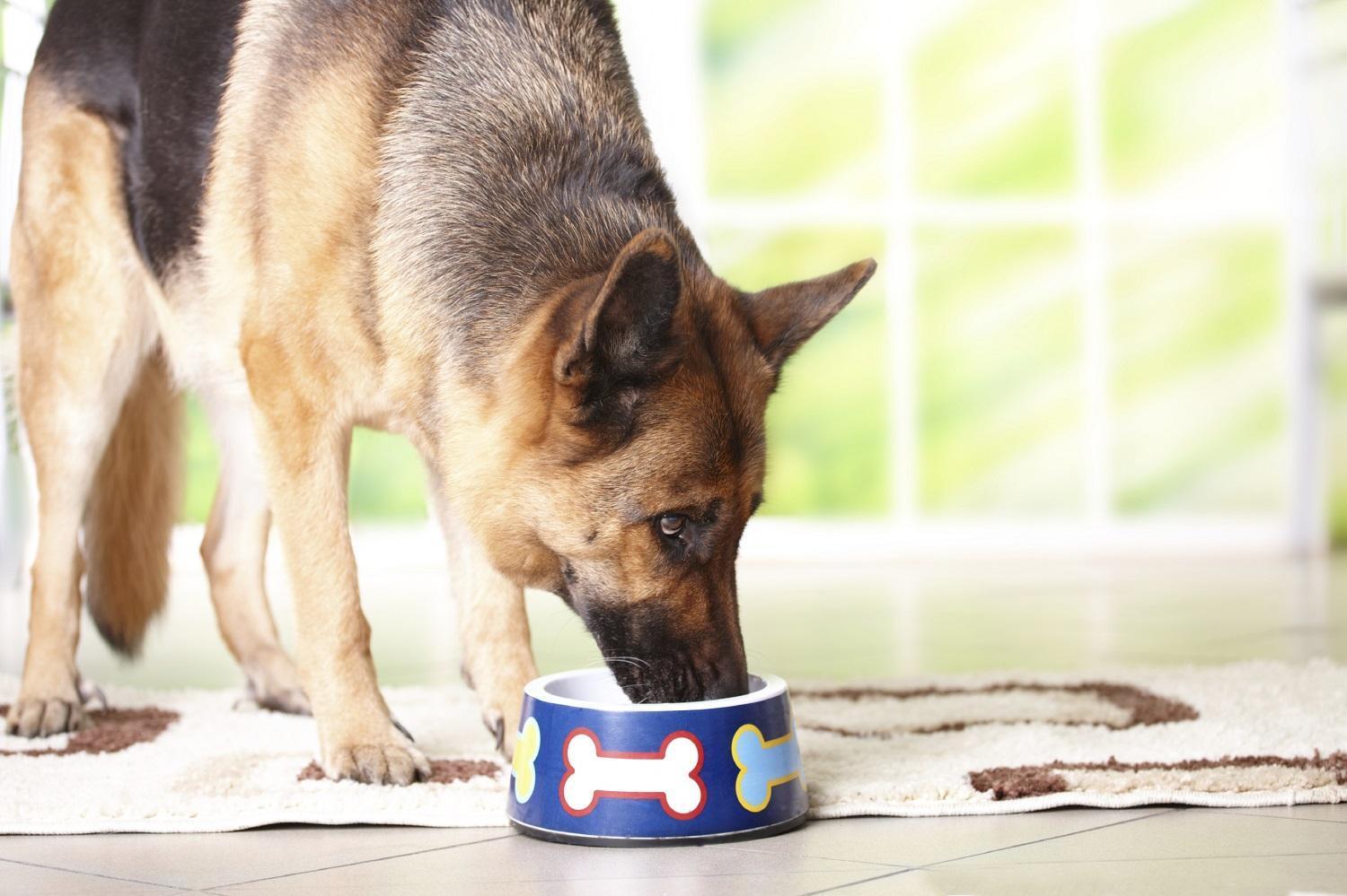 VINAIGRE de CIDRE pour les CHIENS BIENFAITS et USAGES