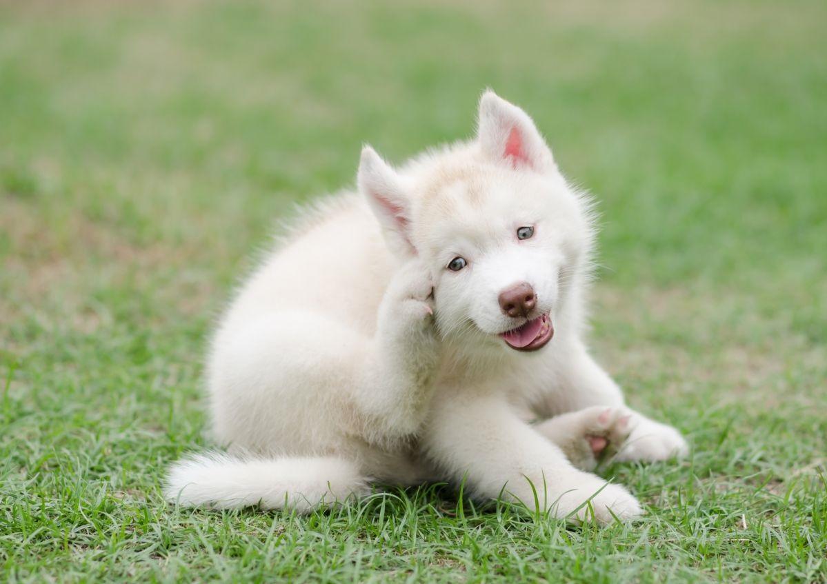 VINAIGRE de CIDRE pour les CHIENS BIENFAITS et USAGES