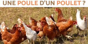 Comment reconnaître une poule et un poulet ?