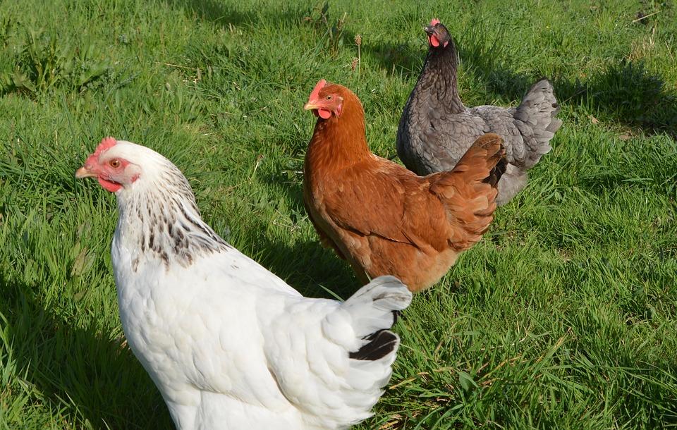 Comment Reconnaitre Une Poule Dun Coq www.planeteanimal.com
