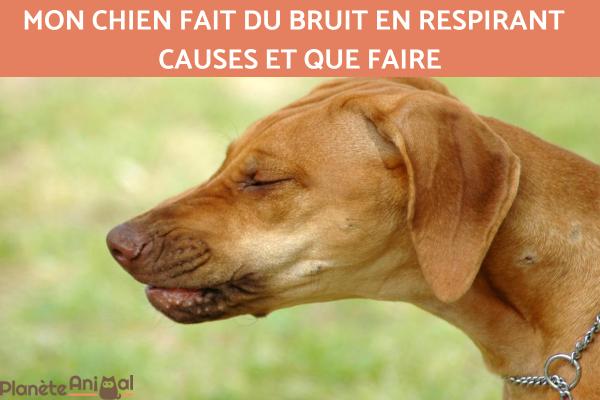 Mon chien suffoque de temps en temps - Causes et que faire