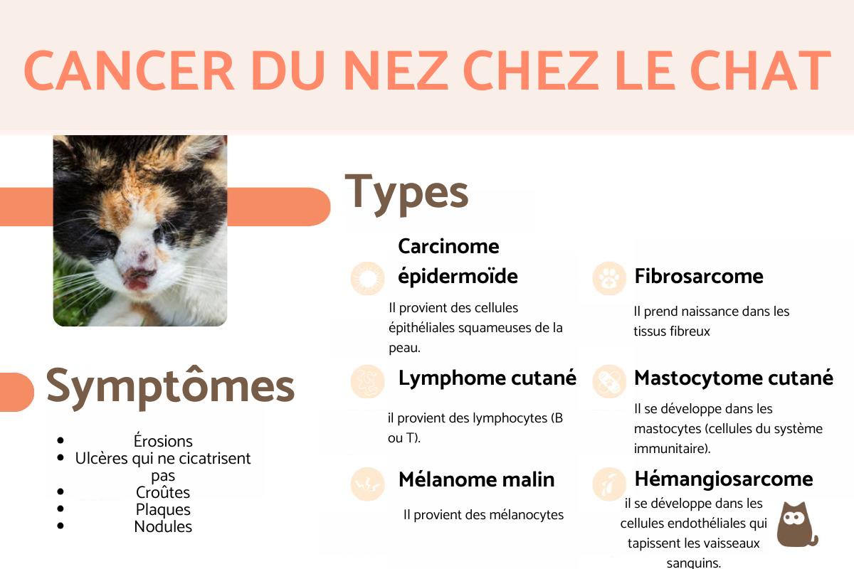 Cancer du nez chez le chat : Symptômes et traitement
