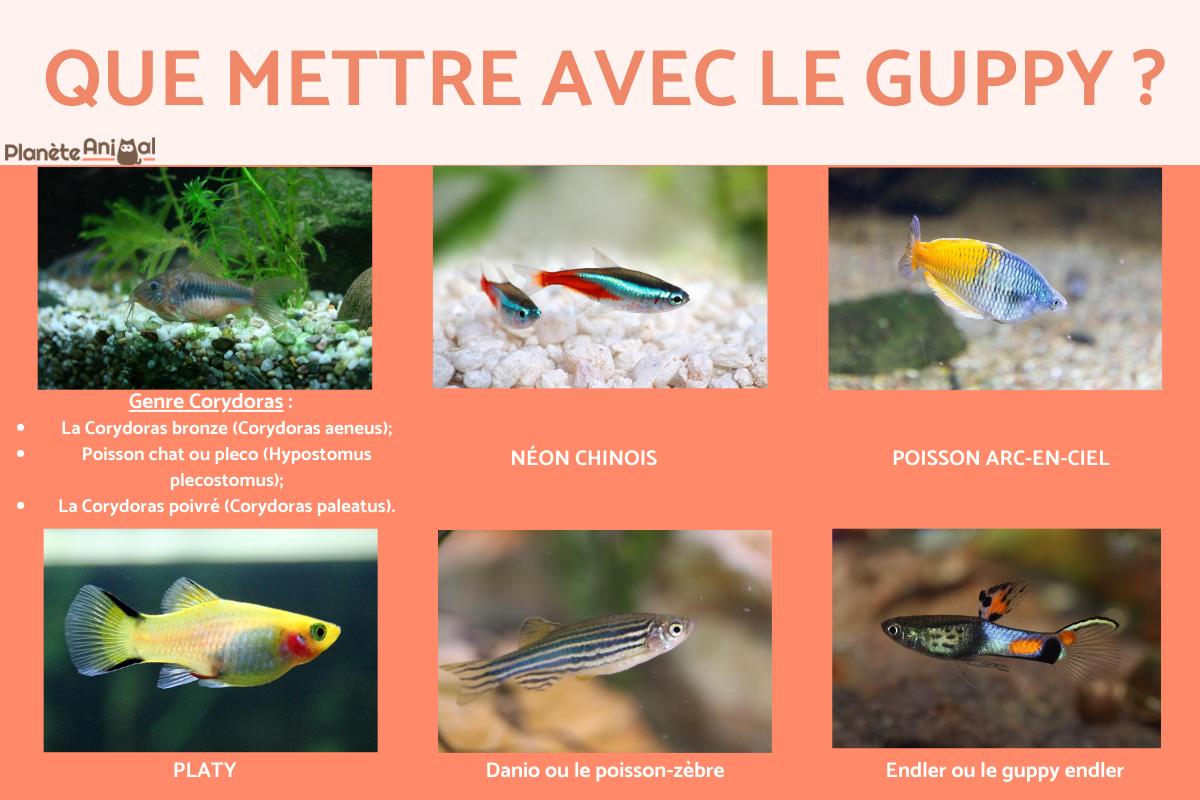 Que mettre avec des Guppys ?