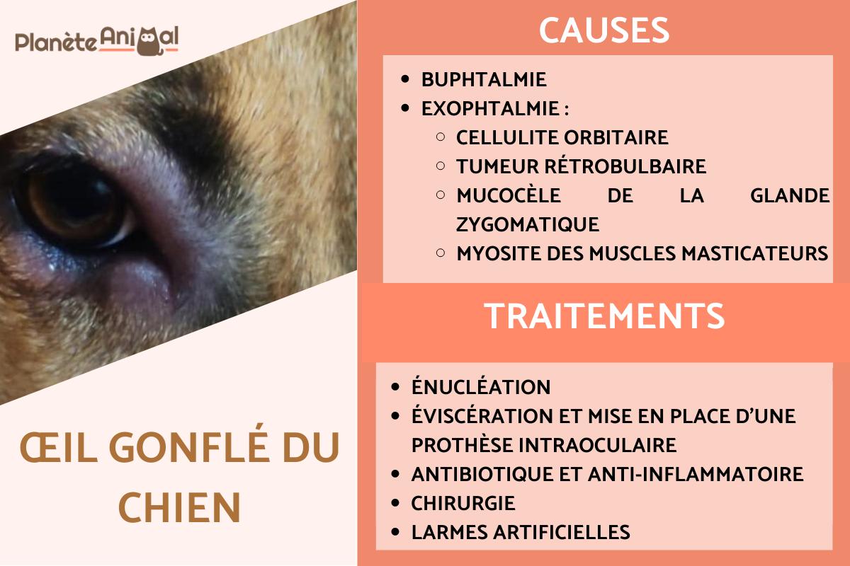 Œil gonflé du chien