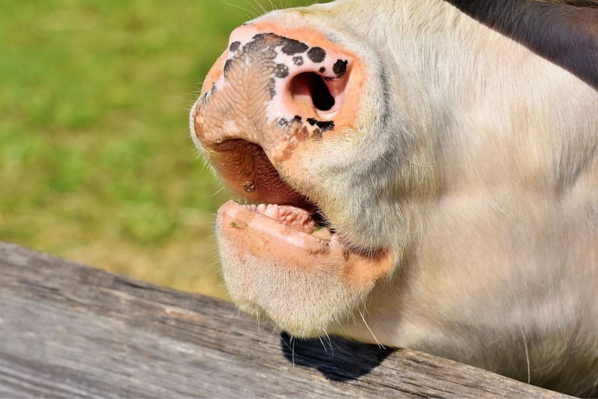 Les vaches ont-elles des dents