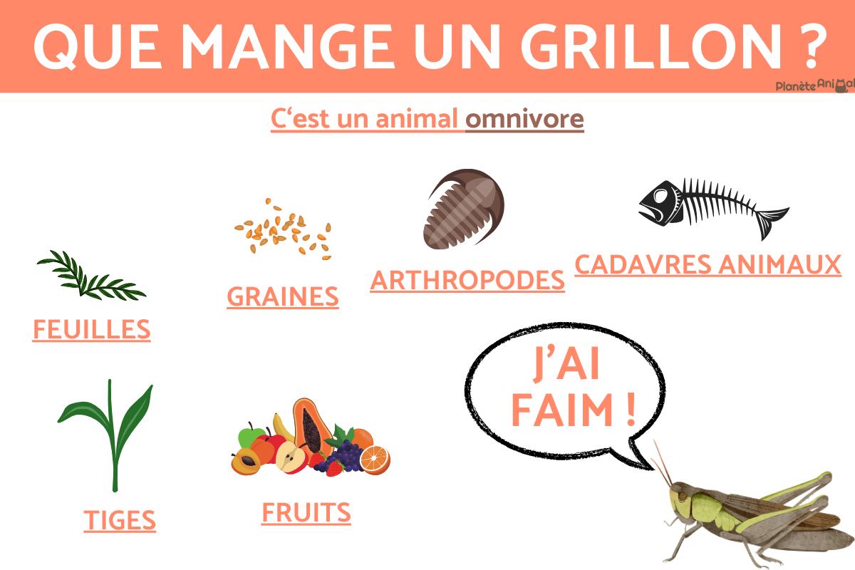 Que mange un grillon ?