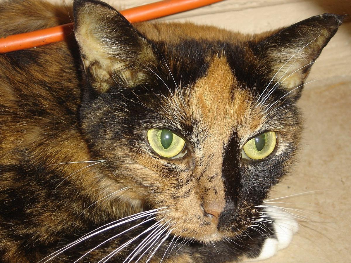 Jaunisse du chat - Causes et symptômes