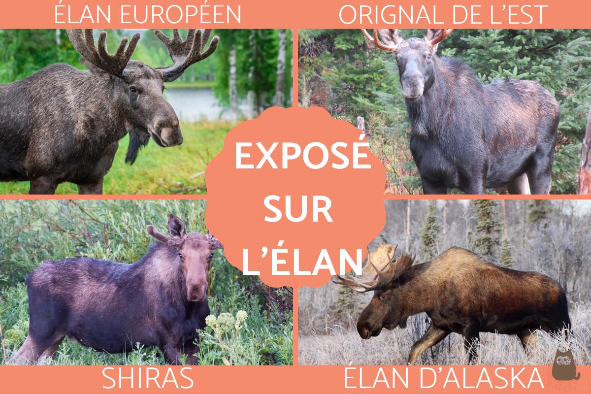 Élan - Espèces, caractéristiques, alimentation et habitat