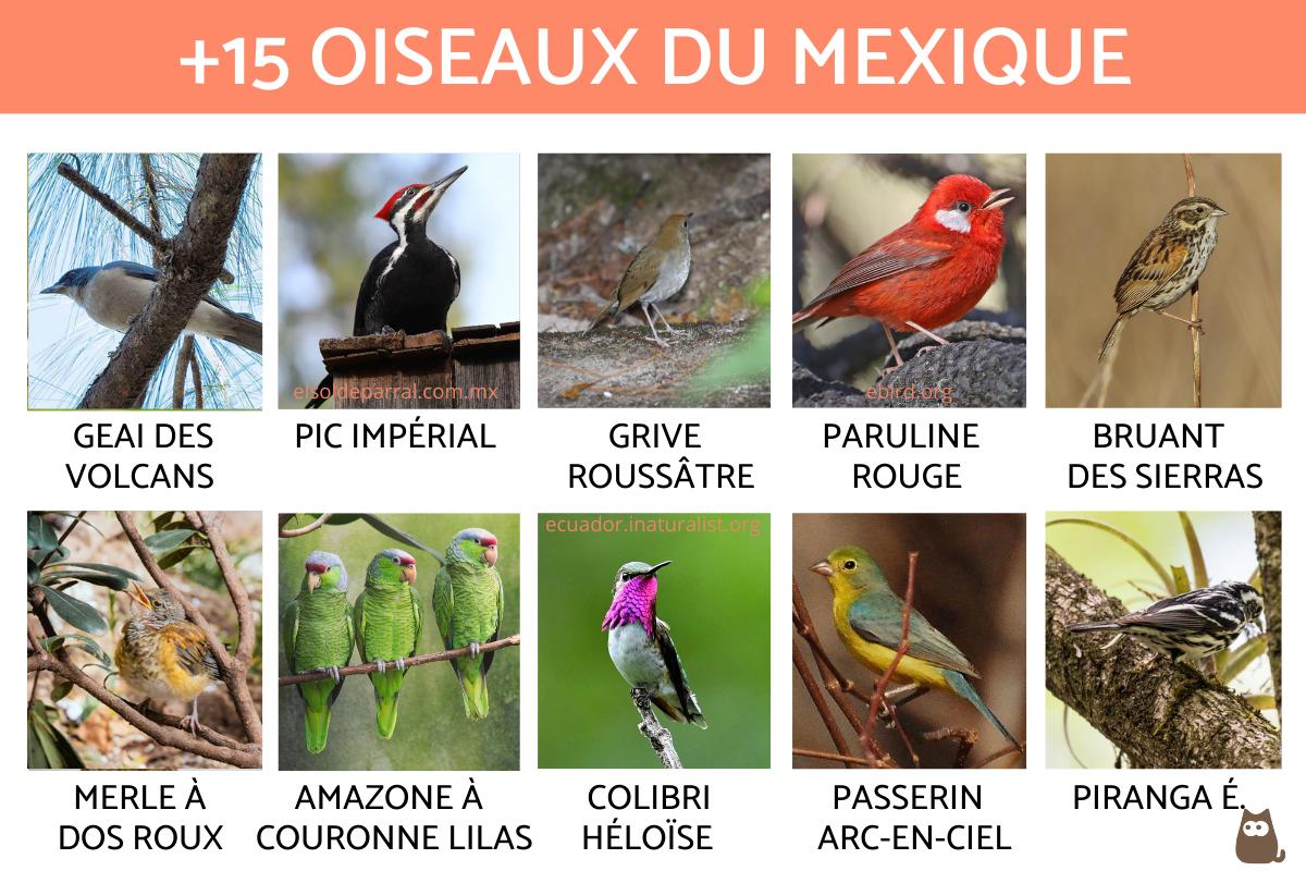Oiseaux du Mexique
