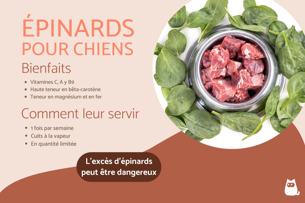 Les chiens peuvent-ils manger des épinards ?