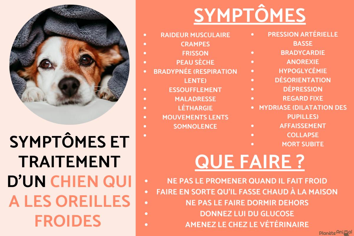 Mon chien a les oreilles froides - Causes et traitements