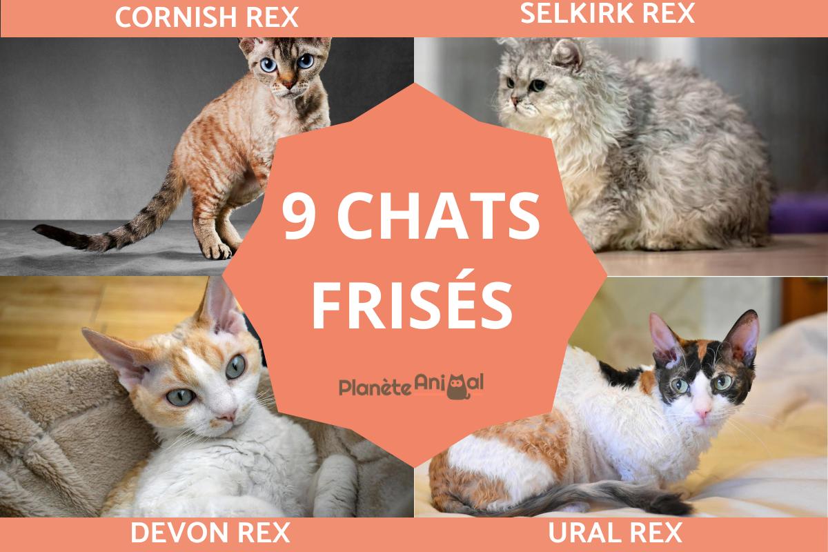 Chats frisés
