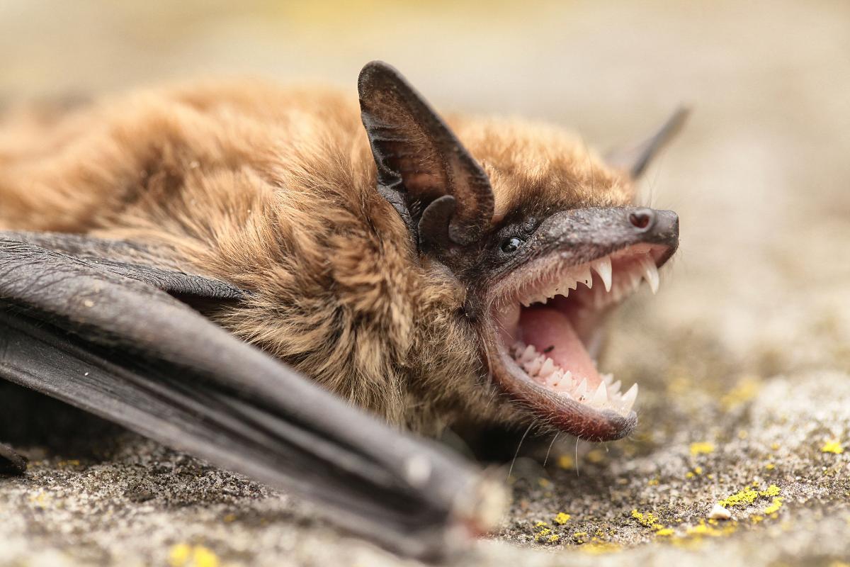 Morsure de chauve-souris