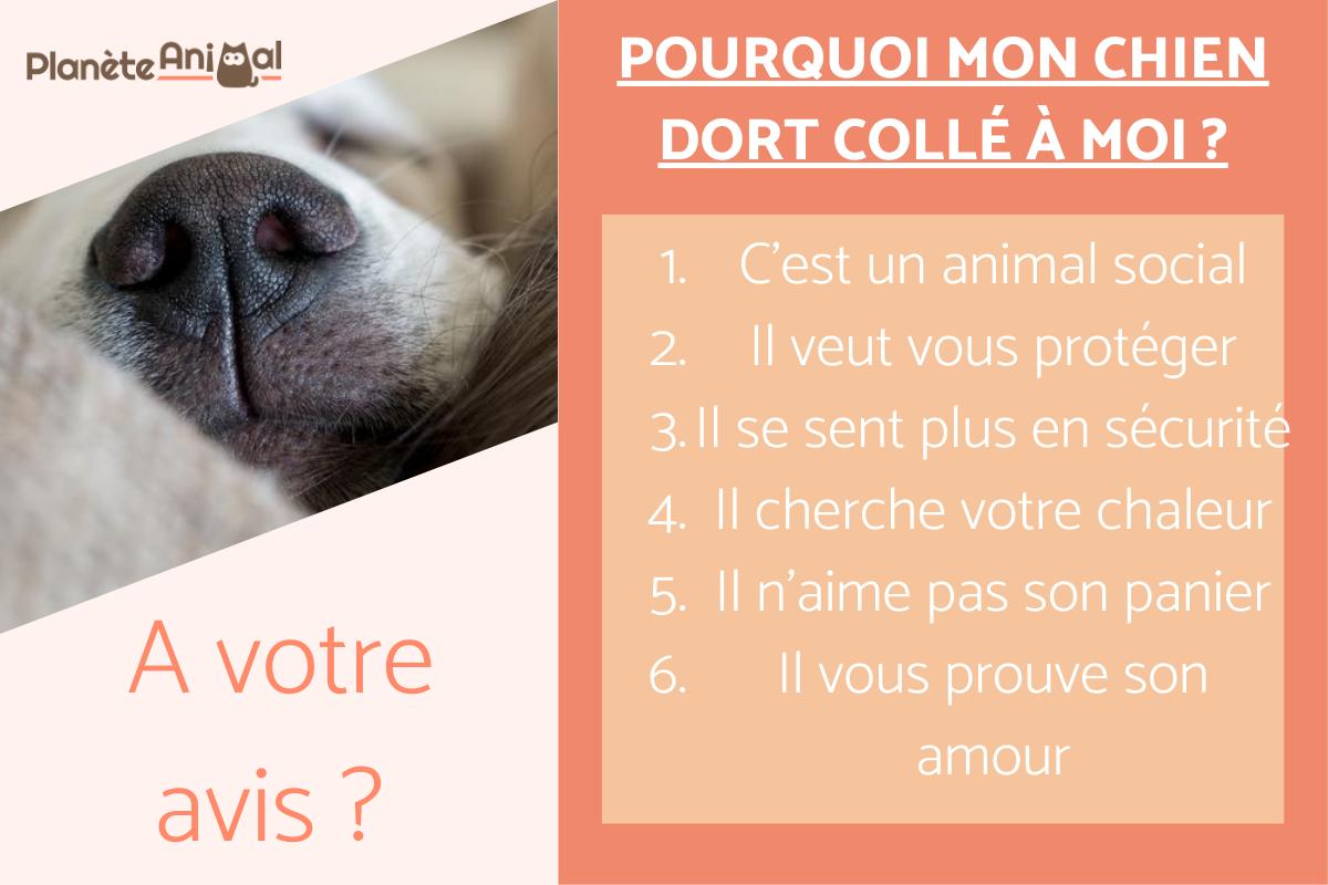 Pourquoi mon chien dort collé à moi ?