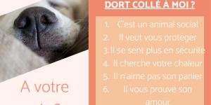 Pourquoi mon chien dort collé à moi ?