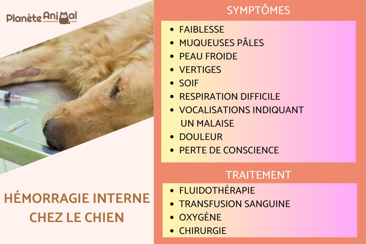 Hémorragie interne chez le chien - Symptômes et traitement