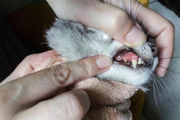 Stomatite du chat : causes, symptômes et traitement - Qu'est-ce que la stomatite chez le chat ?