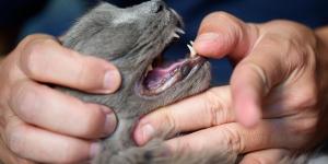 Stomatite du chat : causes, symptômes et traitement
