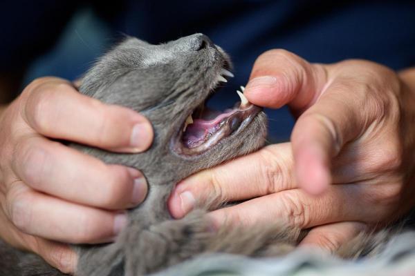 Stomatite du chat : causes, symptômes et traitement
