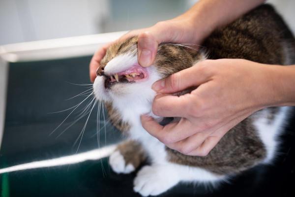 Stomatite du chat : causes, symptômes et traitement - Symptômes de la stomatite chez le chat