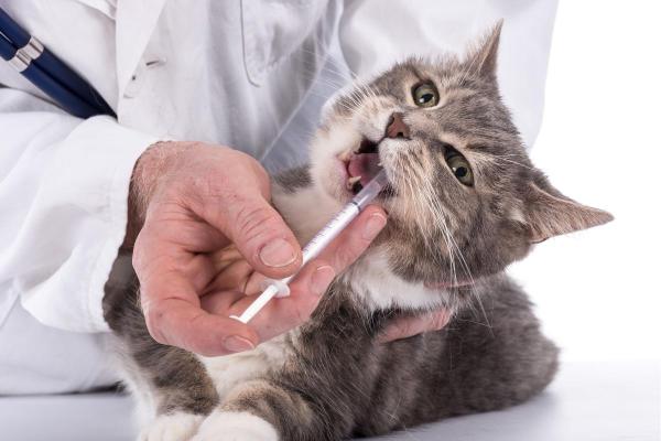 Stomatite du chat : causes, symptômes et traitement - Traitement de la stomatite chez le chat