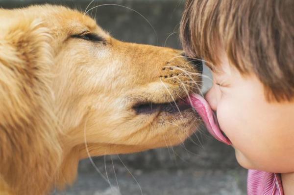 8 choses que font les chiens pour attirer votre attention - 4. Des léchouilles comme preuves d'affections