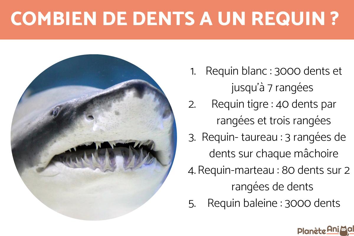 Combien de dents a un requin ? - Tout sur les dents des requins
