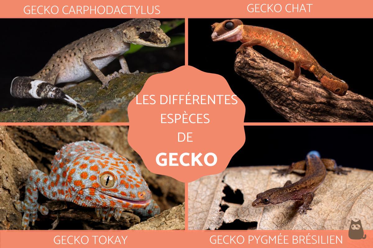 Espèce de gecko - Caractéristiques avec photos