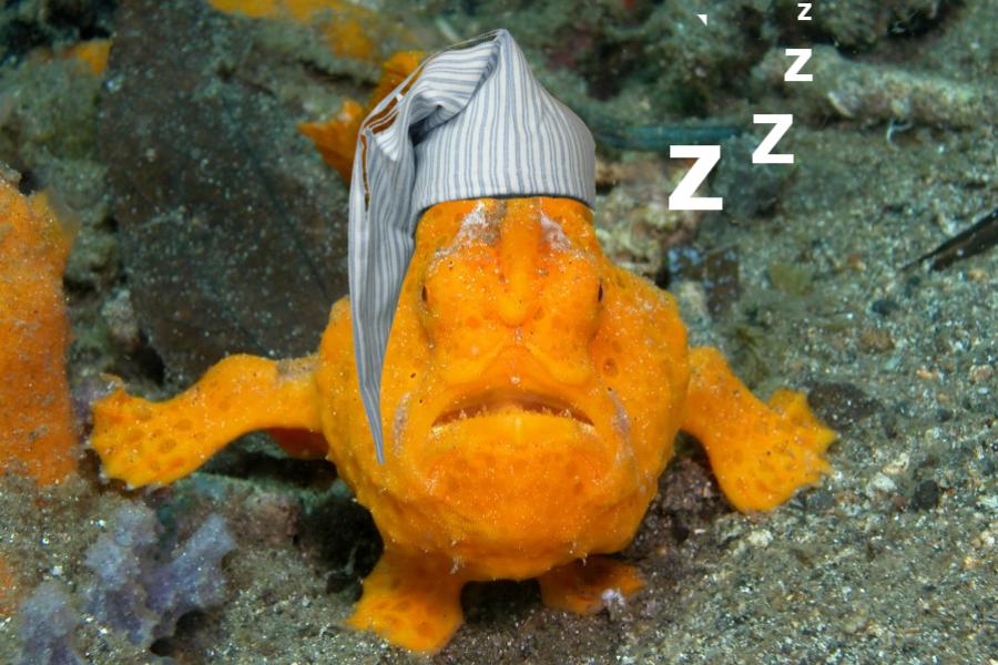 Estce que les poissons dorment ? Et 5 autres questions que vous vous posez sur les poissons