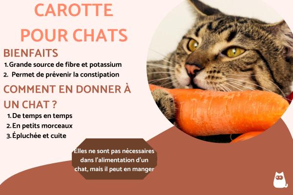 Peut-on donner de la carotte à un chat ?
