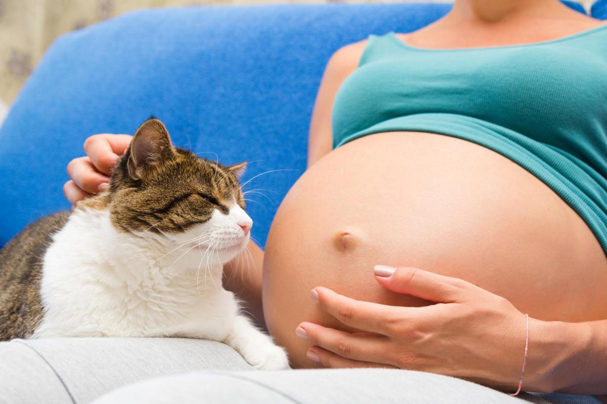 Est-ce que je peux toucher mon chat si je suis enceinte ?