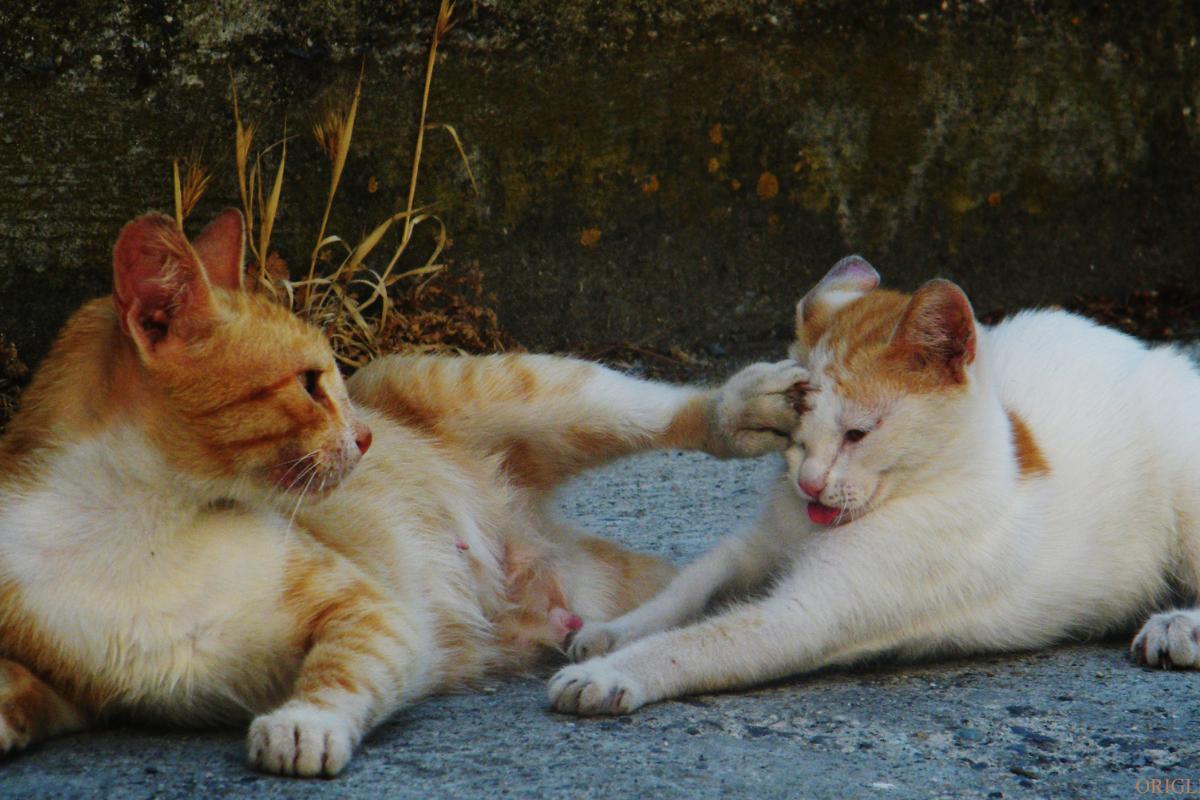 Mes chats se battent du jour au lendemain : causes et que faire