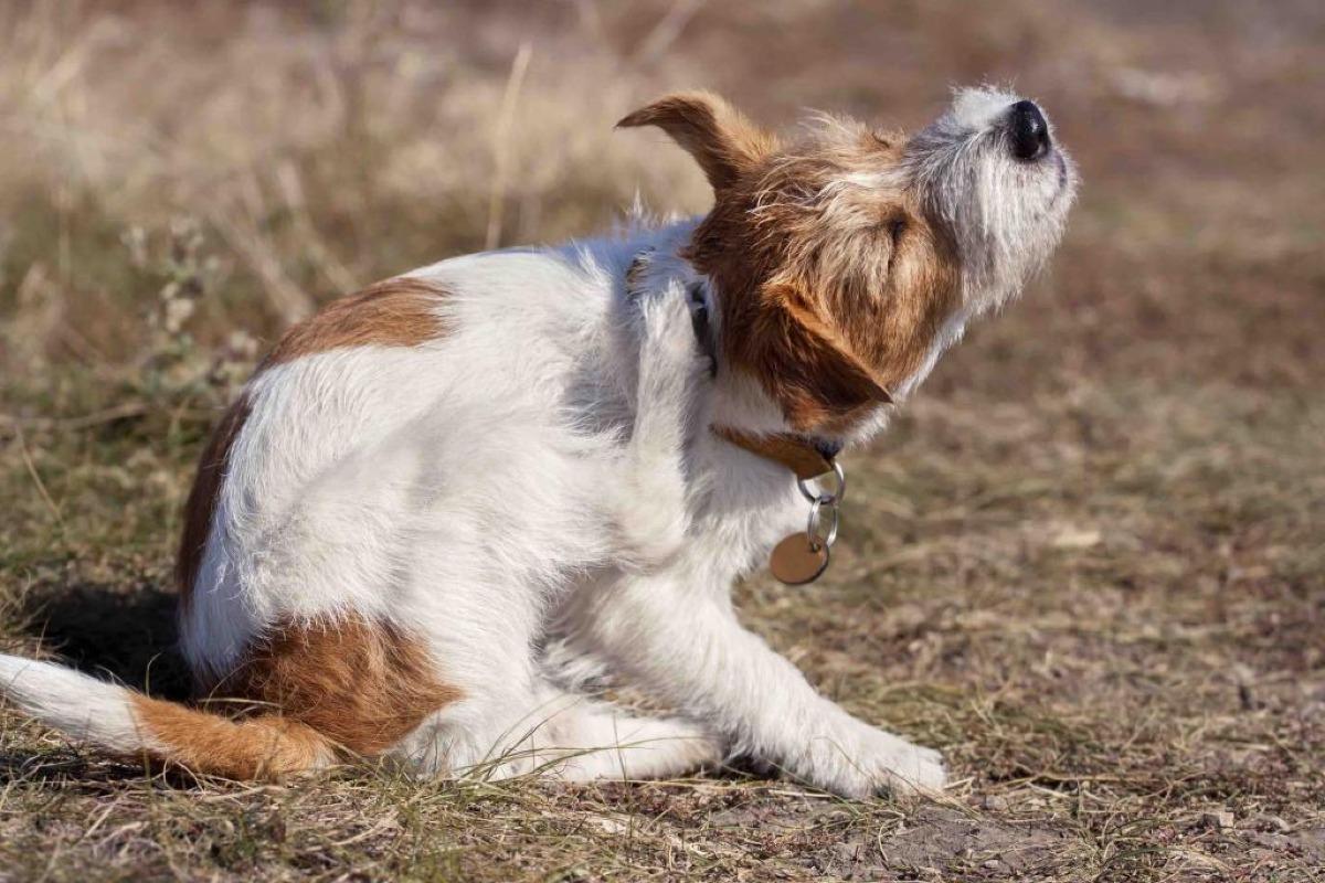 Remèdes contre les puces de chien