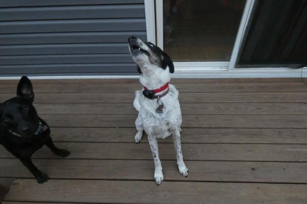 Pourquoi mon chien hurle à la mort ? - Douleur ou peur 