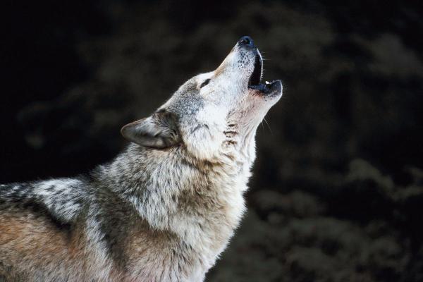 Pourquoi mon chien hurle à la mort ? - Génétique 