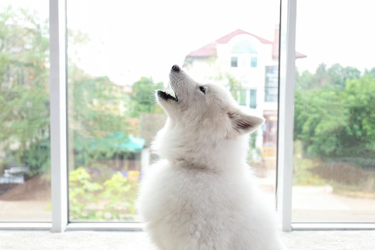 Pourquoi mon chien hurle à la mort
