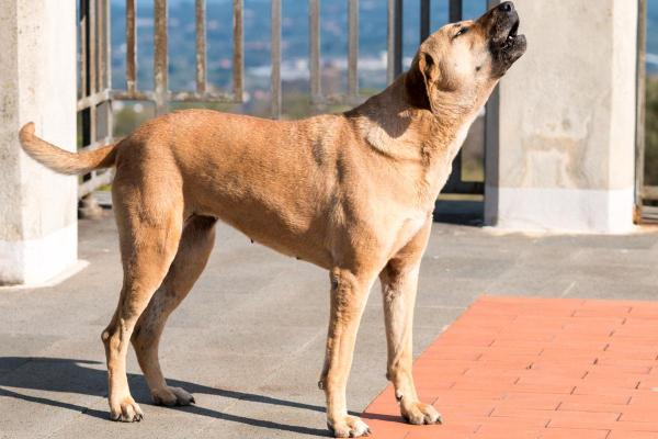 Pourquoi mon chien hurle à la mort ? - Territorialité 
