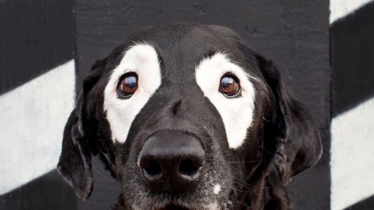 Vitiligo chez le chien - Symptômes, causes et traitement