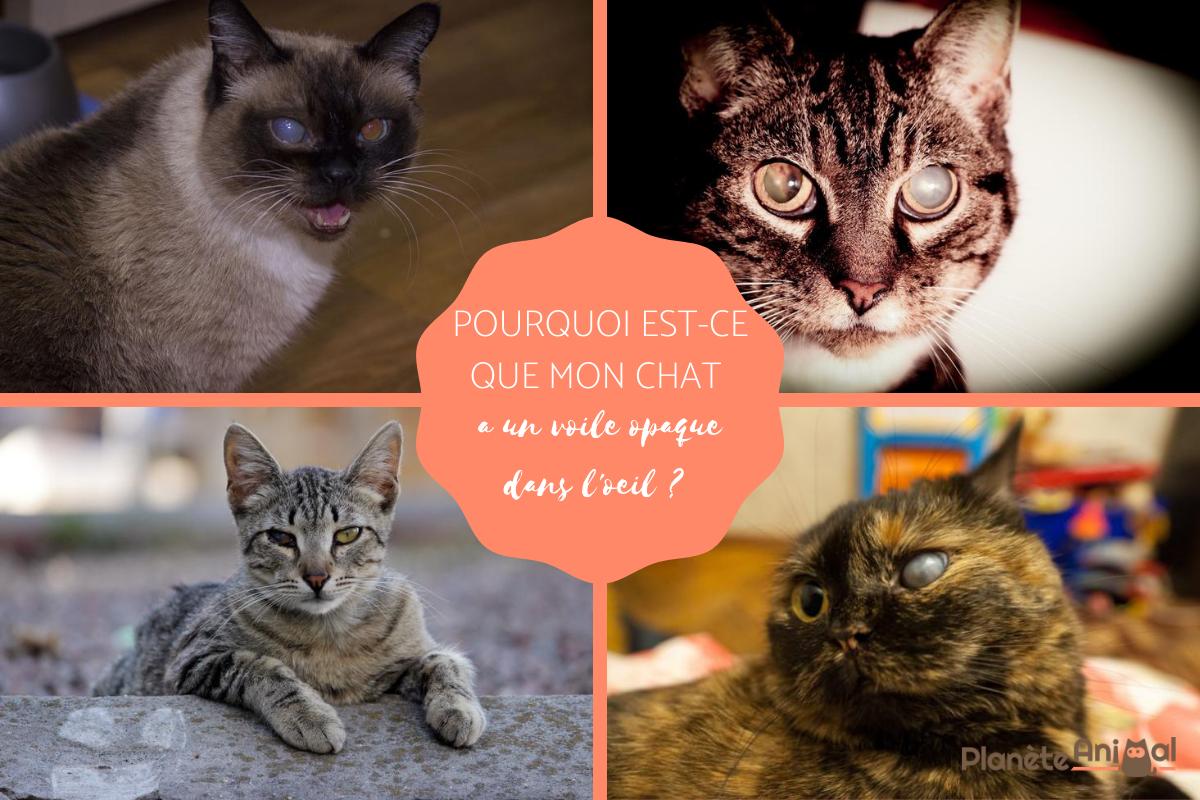Voile opaque dans l'oeil du chat - Causes et traitement