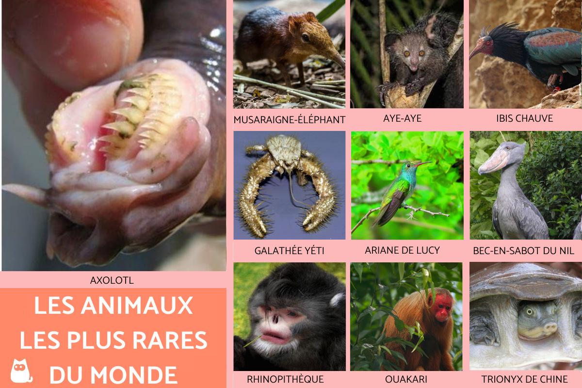 Les animaux les plus rares du monde