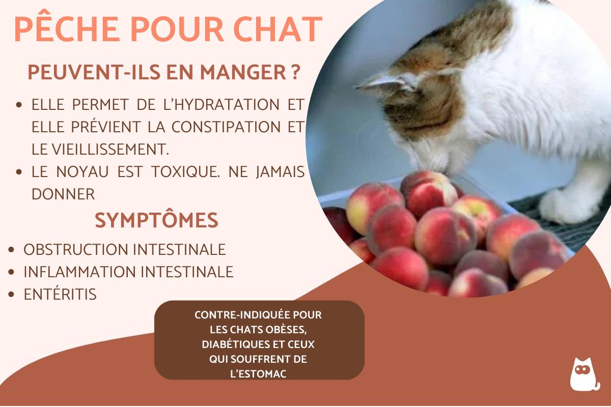 Mon chat peut-il manger de la pêche ?