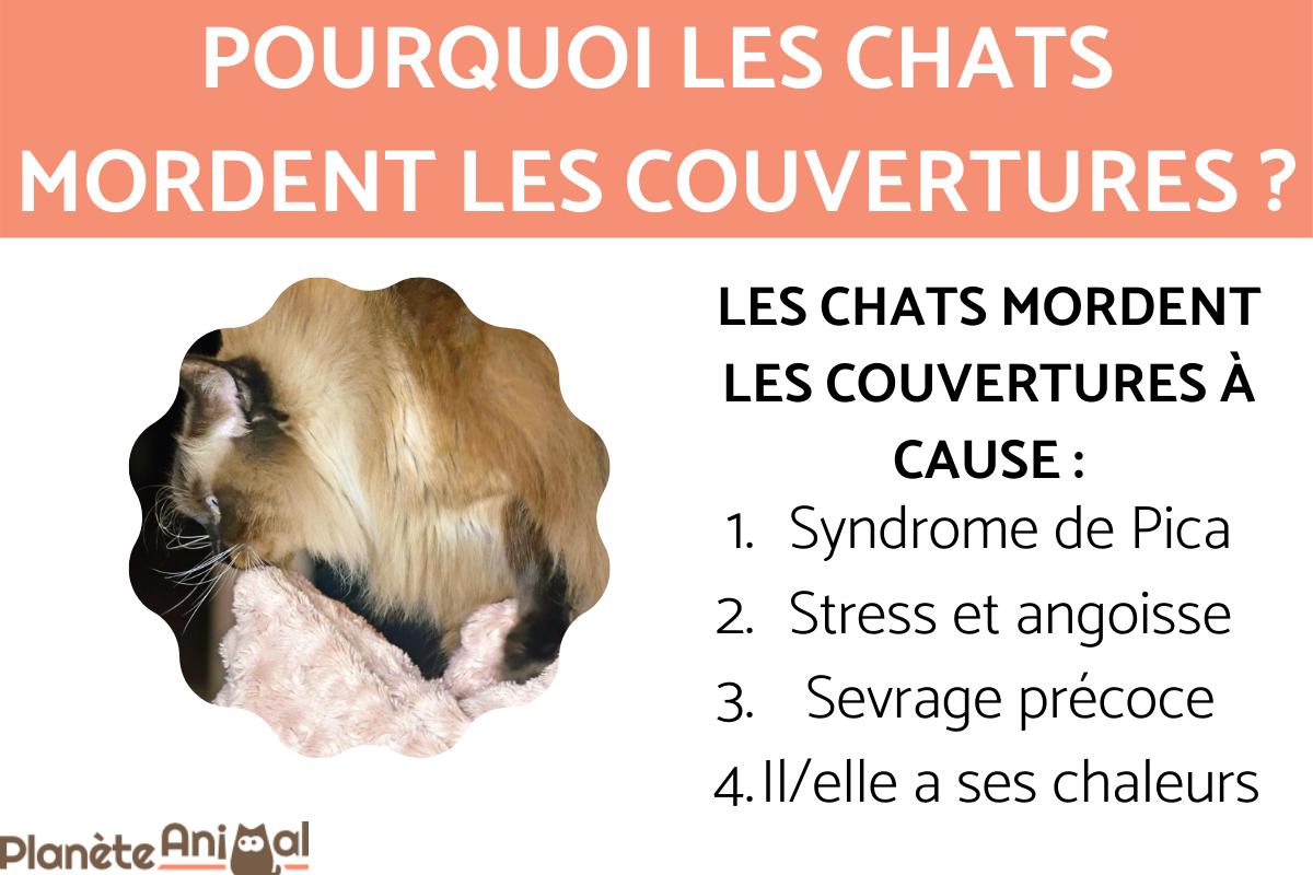 Pourquoi les chats mordent les couvertures ?