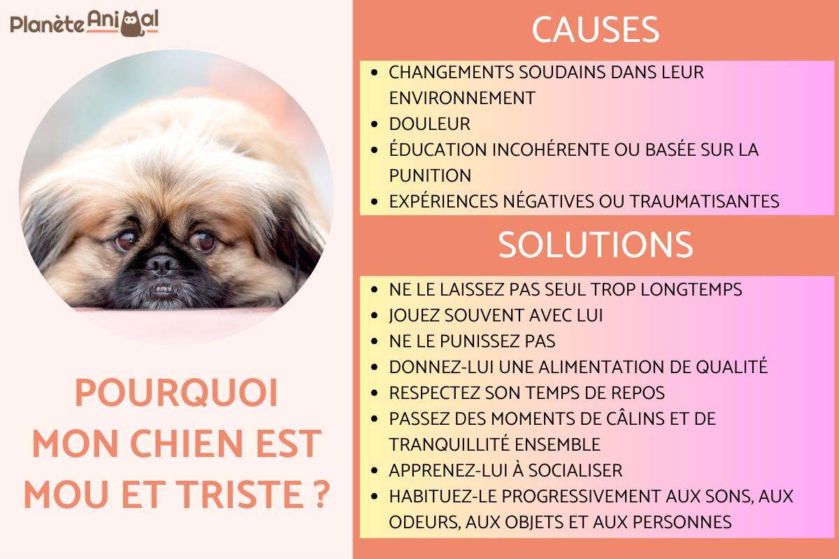 Pourquoi mon chien est mou et triste ?