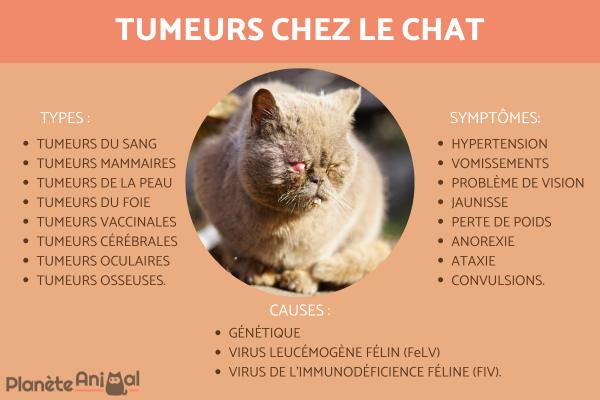 Tumeurs chez le chat - Types, symptômes et causes
