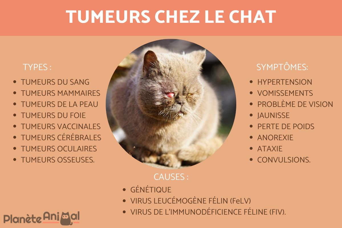 TUMEURS chez les CHATS ADULTES ET JEUNES TYPES, SYMPTÔMES et CAUSES