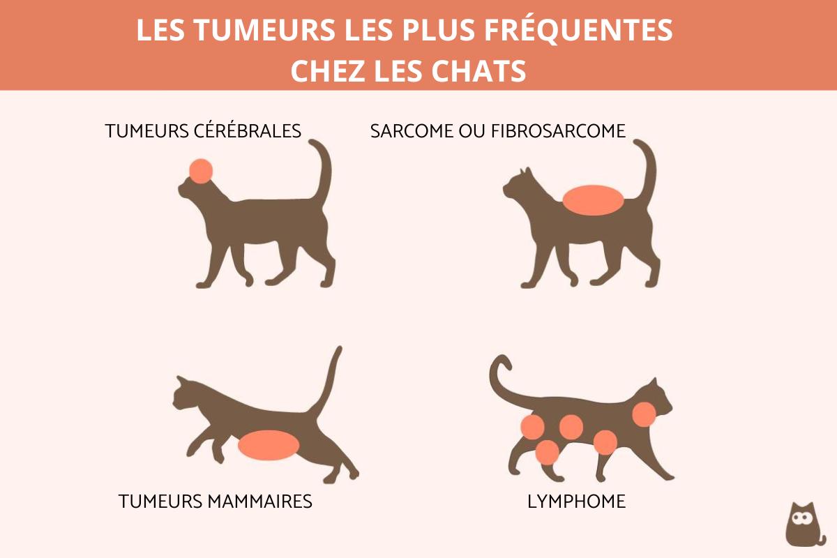 TUMEURS chez les CHATS ADULTES ET JEUNES TYPES, SYMPTÔMES et CAUSES