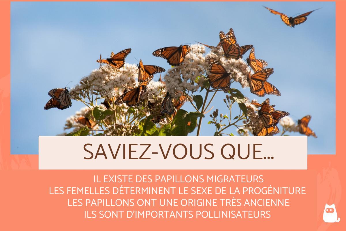 Curiosités sur les papillons