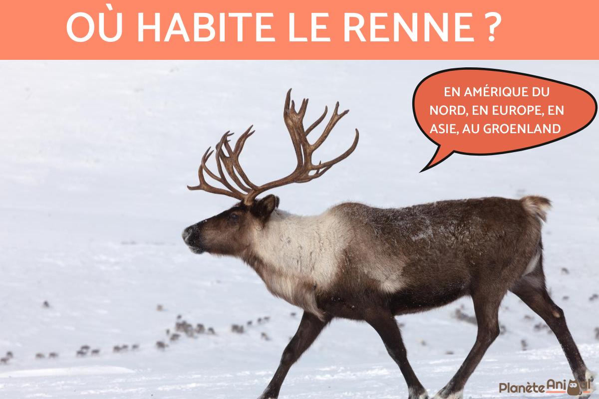 Où habite le renne ?